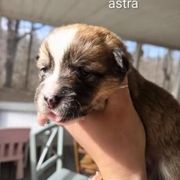 Astra - Red and white female American Corgi puppy in Centerville, Tennessee from Katerina's American Corgis