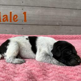 Boone - Black roan male German Shorthaired Pointer puppy in Axton, Virginia from Red Clay Kennels