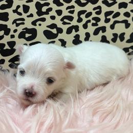 Pearl - White female Maltese puppy in Monticello, Iowa from Ashley’s Puppies