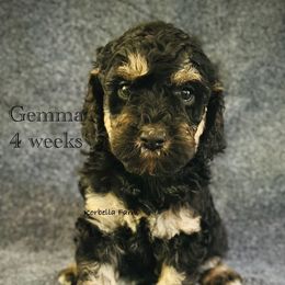 Gemma - Phantom female Golden Aussiedoodle puppy in Mulino, Oregon from Korbella Farm
