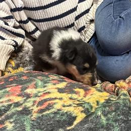 Sabine - Black white and tan female Collie puppy in Malvern, Arkansas from Lost Acres Collies