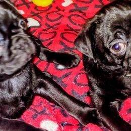 Pugs from Brenda Marquez