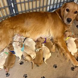 Yellow collar - Light golden female Golden Retriever puppy in Indianapolis, Indiana from ZuGolden Retrievers & Doodles