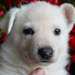 F - White female German Shepherd puppy in Yakima, Washington from Bahr-S German Shepherds