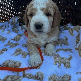 Orange collar - Red male Bernedoodle puppy in Cody, Wyoming from Yellowstone Breeders