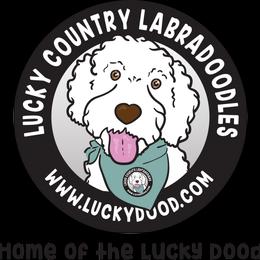 Mr. Orange Collar - Gold male Australian Labradoodle puppy in Wake Forest, North Carolina from Lucky Country Labradoodles