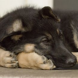 German Shepherd Puppies from Bmeerhuis German Shepherds