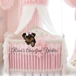 Yorkshire Terrier All Grown Up from Reese's Angelface Yorkies