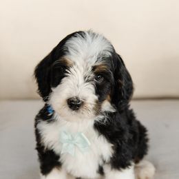 'Gravy' Light Blue Collar Male - Tri-color male Bernedoodle puppy in Kamas, Utah from A + E Farms