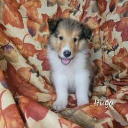 Hugo - Sable and white male Collie puppy in Mattoon, Illinois from Gold Leaf Collies