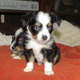 Sox - Black tri male Miniature Australian Shepherd puppy in Osceola Mills, Pennsylvania from Grace River Aussies