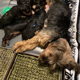 Yorkshire Terrier Puppies from Cutest AKC AZ Yorkies