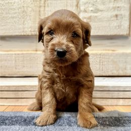 Female 3 - Apricot female Goldendoodle puppy in Brooksville, Florida from Kruger Doodles