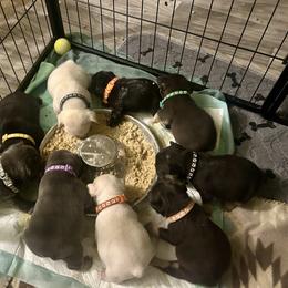 French Bulldog Puppies from Mandy Moon French bulldogs