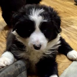 Boy 2 - Black and white male Border Collie puppy in Miami, Florida from CP FARMS BORDER COLLIES N JACKS CORP