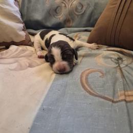 Girl 4 - Liver white and tan female English Springer Spaniel puppy in Socorro, New Mexico from Huntin' Buddies