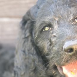 Boy 2“ Whiskey” - Goldendoodle puppy in Heber City, Utah from Sammy’s Doodles