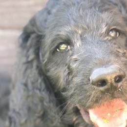 Boy 2“ Whiskey” - Goldendoodle puppy in Heber City, Utah from Sammy’s Doodles