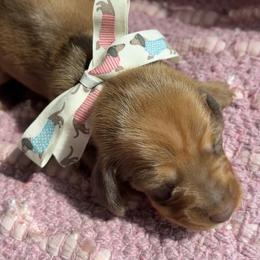 Chai AKC - Red female Dachshund puppy in Hendersonville, North Carolina from Snarky Doxy Miniature Dachshunds