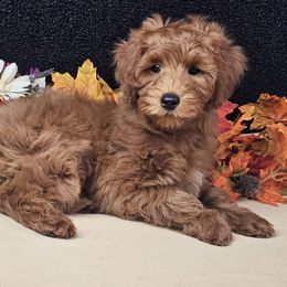 Stitch - Red  male Goldendoodle puppy in Norton, Ohio from Keepsake Doodles