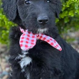 Aussiedoodles and Pembroke Welsh Corgis from Red Barn Rascals