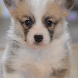 Pembroke Welsh Corgi Puppies from Walnut Creek Corgis