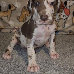 Lincoln - Harlequin male Great Dane puppy in Walker, Louisiana from La Rebel Danes