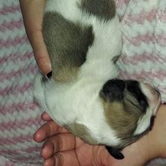 Anatolian Pyrenees Puppies from Alisha's Anatolian Pyrenees