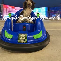 RUTH (Girl 2) - Liver and white English Springer Spaniel puppy in Mobile, Alabama from Roush English Springer Spaniels