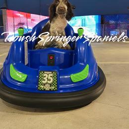 RUTH (Girl 2) - Liver and white English Springer Spaniel puppy in Mobile, Alabama from Roush English Springer Spaniels