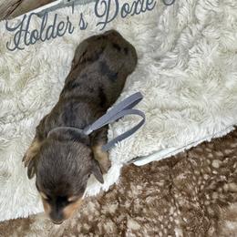 Winston - Dapple male Dachshund puppy in Atwood, Oklahoma from Holder’s Doxie Farm