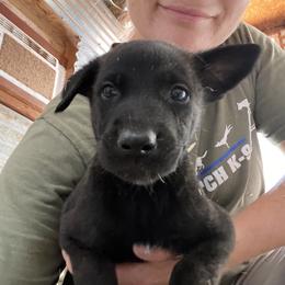 Atlas - Black brindle male Dutch Shepherd puppy in Sierra Vista, Arizona from KnightWatch K-9