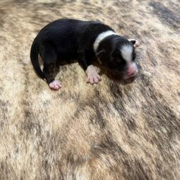 PICKLES - Black tri-color female Australian Shepherd puppy in Pendleton, Oregon from High West Aussies