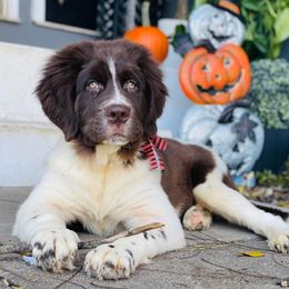 Newfoundland, Newfypoo, and Sheepadoodle Puppies from Sweet Creek Pups