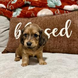 Wednesday - Cream female Dachshund puppy in Crestview, Florida from Neverending Dachies