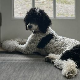 Toosie - Poodle
