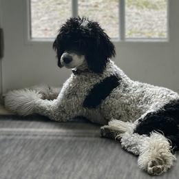 Toosie - Poodle