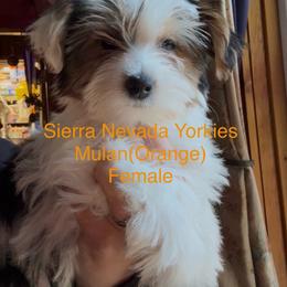 Mulan (Orange) - Parti female Yorkshire Terrier puppy in South Lake Tahoe, California from Sierra Nevada Yorkies