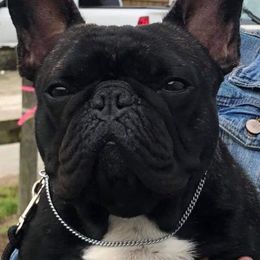 "Burke (SIRE)" French Bulldog Puppies from Solitaire French Bulldogs