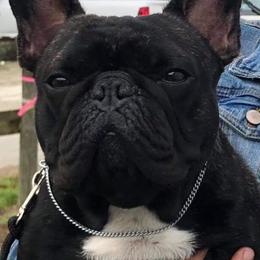 "Burke (SIRE)" French Bulldog Puppies from Solitaire French Bulldogs