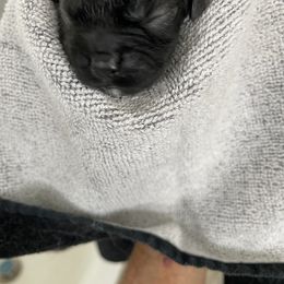 Cocker Spaniel Puppies from Avidity Cockers