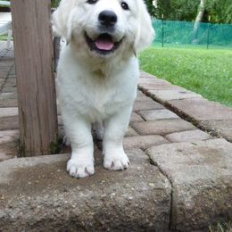 Golden Retriever Puppies from Chantilly Rose Hoffman's Puppies