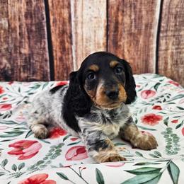 Lucy - Piebald female Dachshund puppy in Malad City, Idaho from Mountain Sage Dachshunds
