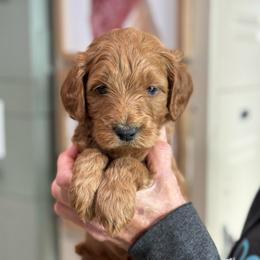Wishbone - Red  male Goldendoodle puppy in Wharton, Texas from Little Fur Friends