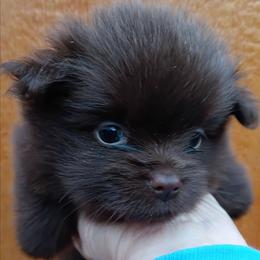 Cherokee pup 4 - Chocolate female Pomeranian puppy in Carrollton, Georgia from B AND R'S POMERANIAN'S