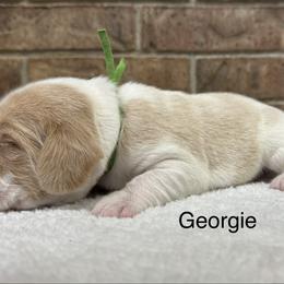 Georgie AKC - Black tan and white male Beagle puppy in Rogersville, Missouri from Hales Little Beagle Haven