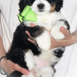 Bernedoodle and Goldendoodle Puppies from Goldendoodle Acres