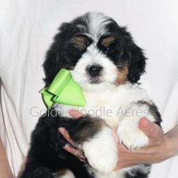 Bernedoodle and Goldendoodle Puppies from Goldendoodle Acres
