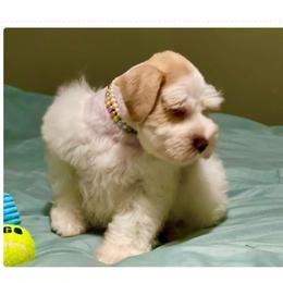 Danny - Miniature Schnauzer