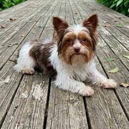 Hachi - Yorkshire Terrier